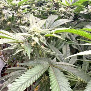 marijuana plants grown at Apotha premium growers in Mississippi