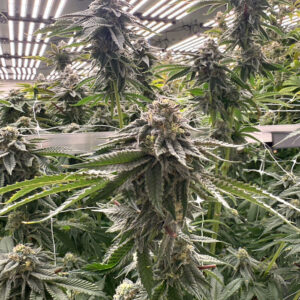 tall marijuana plants grown at Apotha premium growers in Mississippi