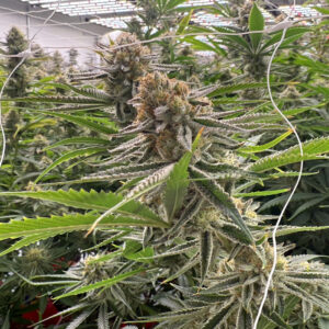 indoor marijuana plants grown at Apotha premium growers in Mississippi