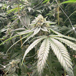 marijuana plants grown at Apotha premium growers in Mississippi