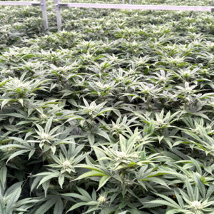 marijuana plants grown indoors at Apotha premium growers in Mississippi