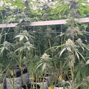 marijuana plants growing at Apotha premium growers in Mississippi