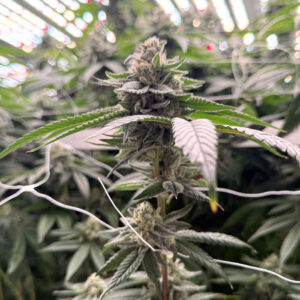 closeup image of marijuana plants grown at Apotha premium growers in Mississippi