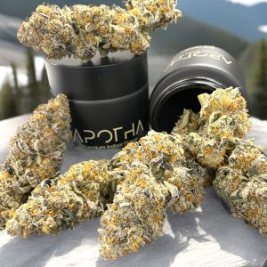 image of canal street runtz marijuana buds in a jar from apotha growers in mississippi