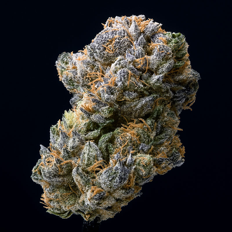 image of Orange Runtz flower against black background