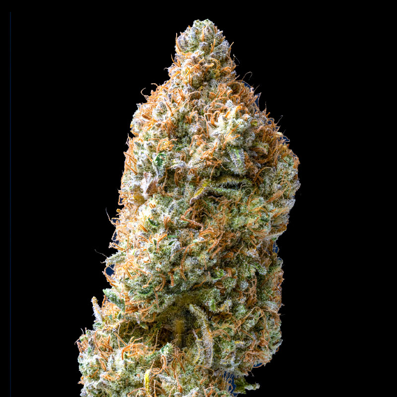 image of Curacao flower against black background