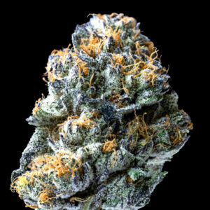 image of Ice Cream Cake flower against black background