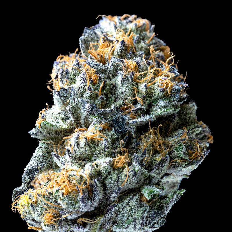 image of Ice Cream Cake flower against black background