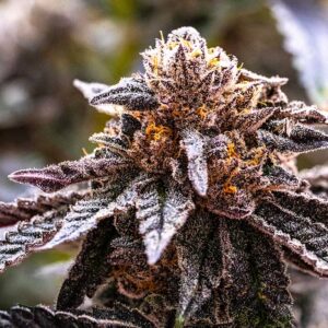 marijuana flower bud