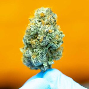 person holding marijuana flower bud against orange background