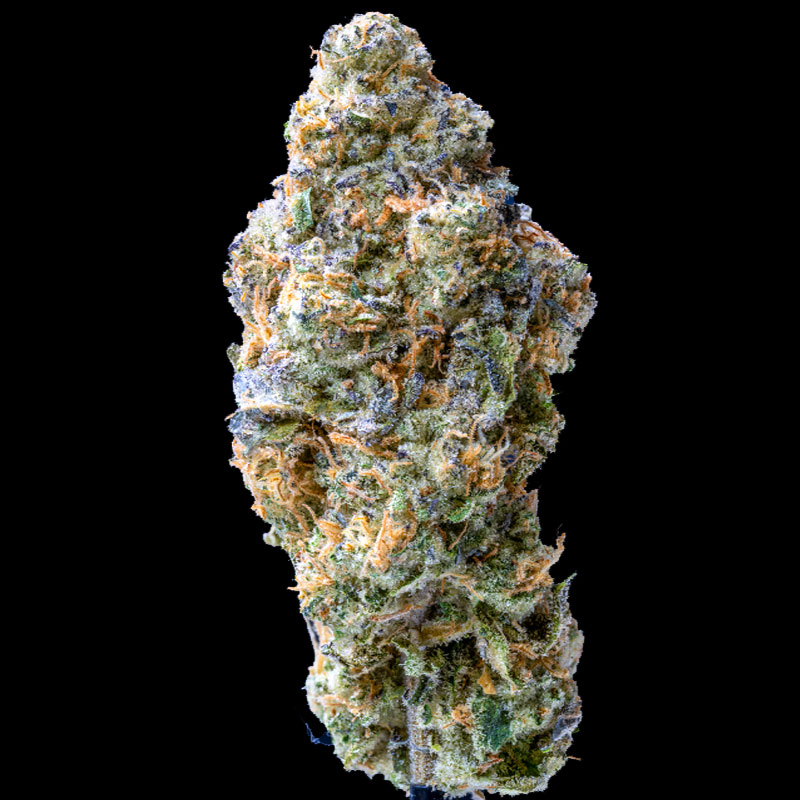 image of Mule Fuel flower against black background