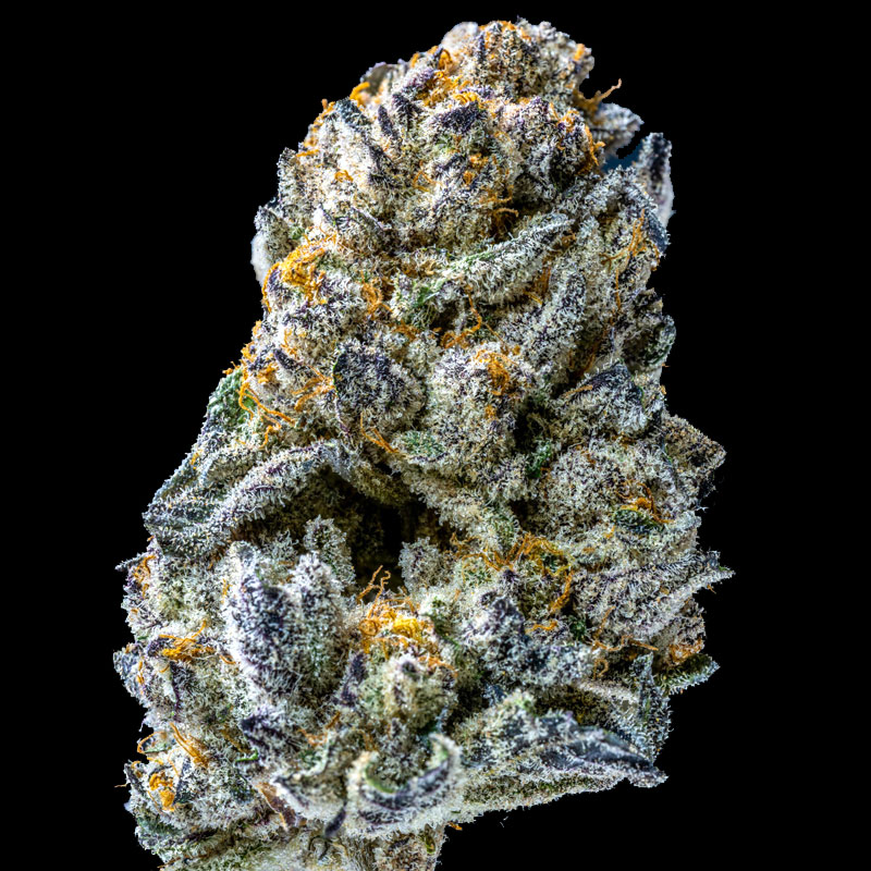 image of Super Soaker flower against black background