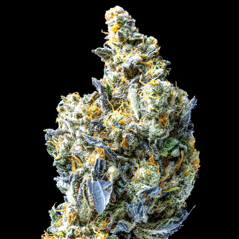 image of The Bridge flower against black background