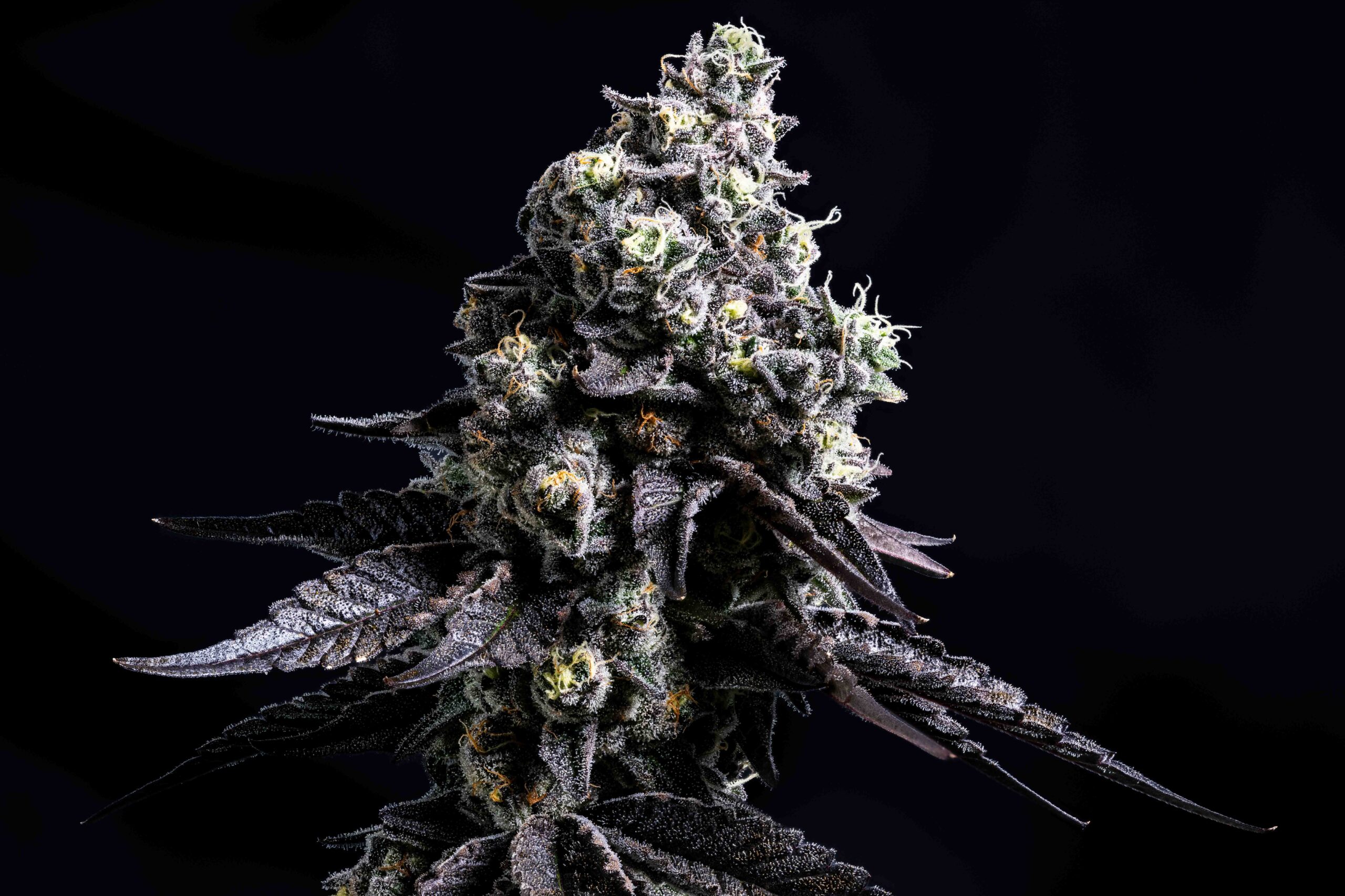 Banana Gush Mintz Flower
