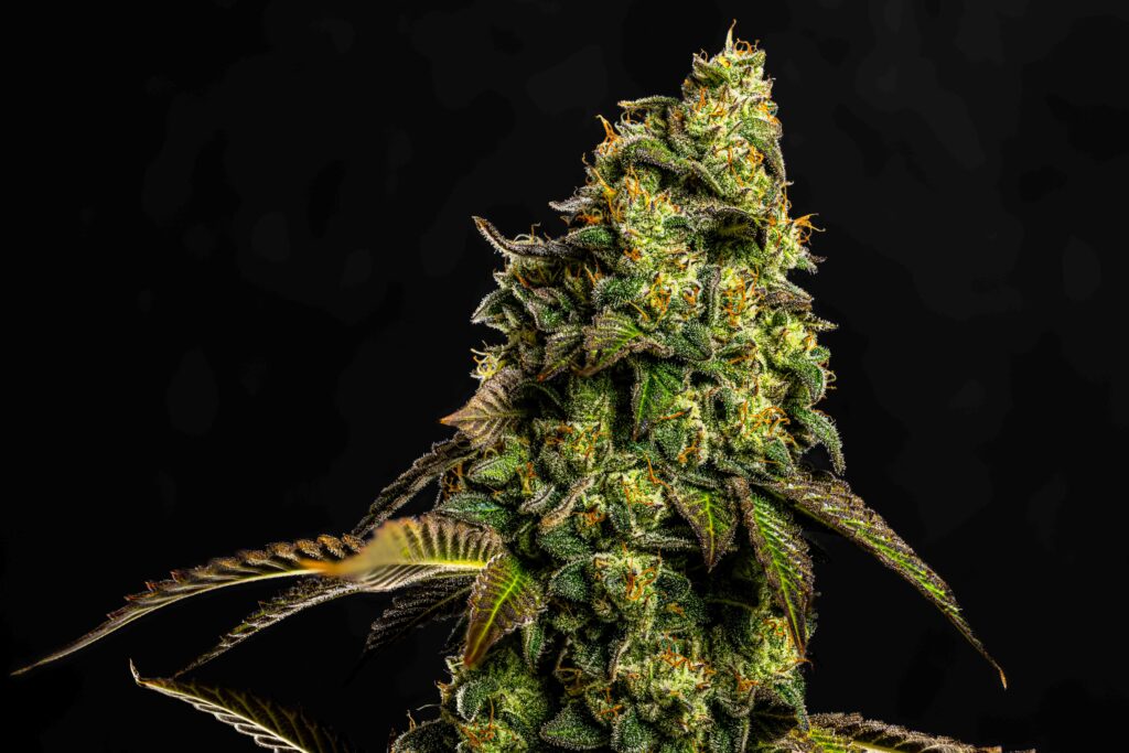 Big Easy cannabis flower cola against a dark background