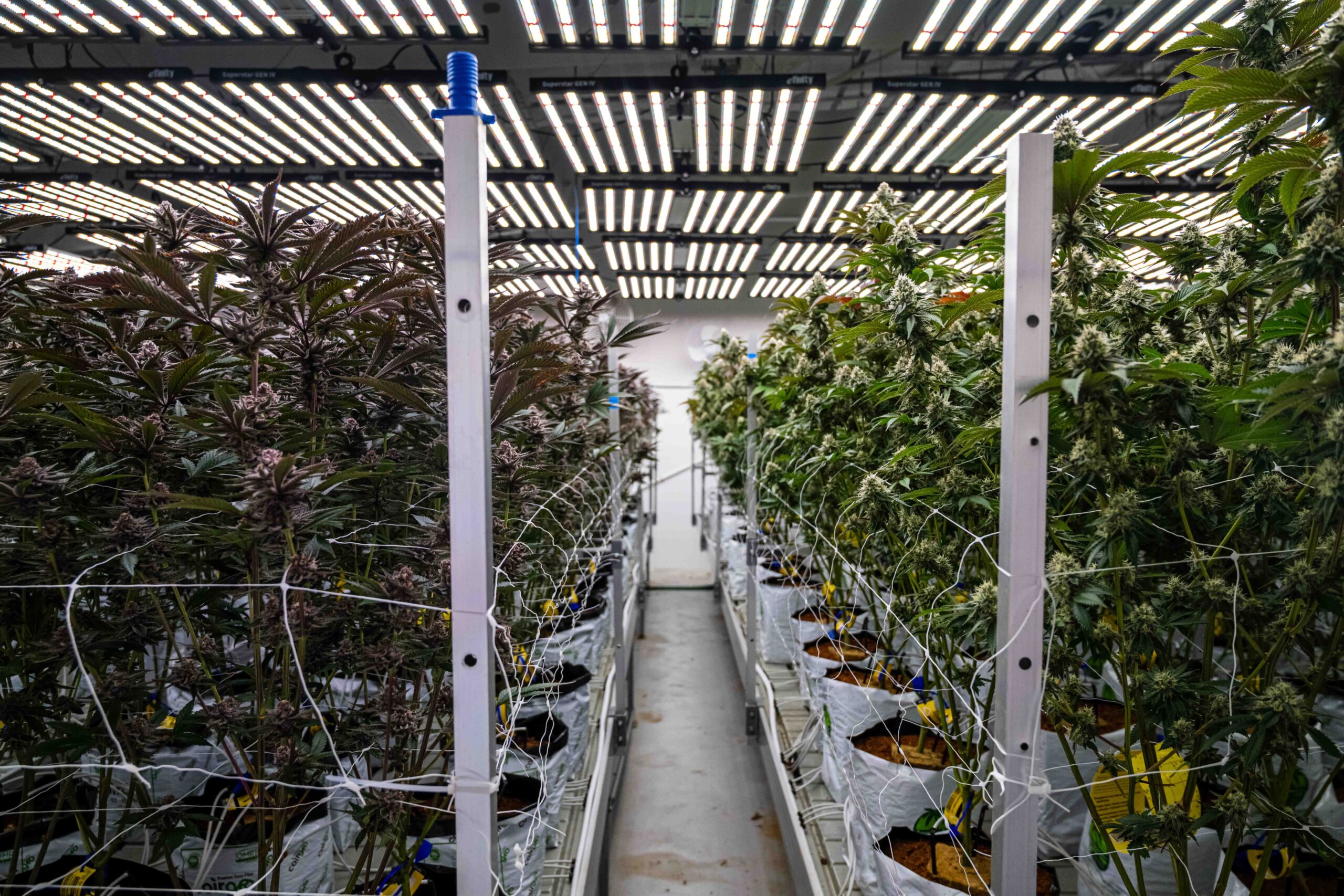Apotha indoor cannabis harvest